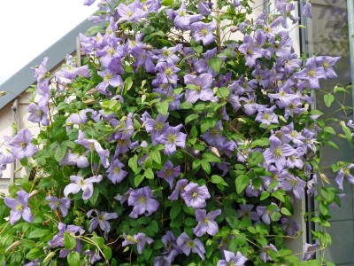Clematis justa.jpg