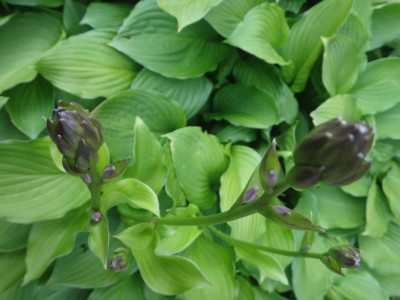 DSC00838 (Kopie).JPG