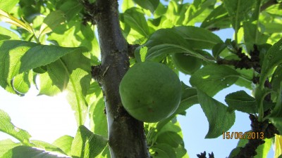 Garten 2013 008.jpg