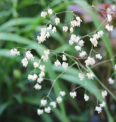 Zittergras in Blüte.jpg