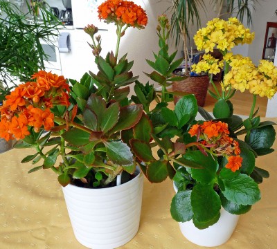 Kalanchoe blossfeldiana (2).jpg