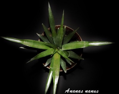 Ananas nanus (800x629).jpg