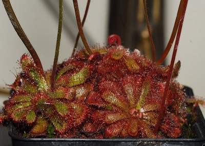 dsc_0010_Drosera_aliciae.jpg