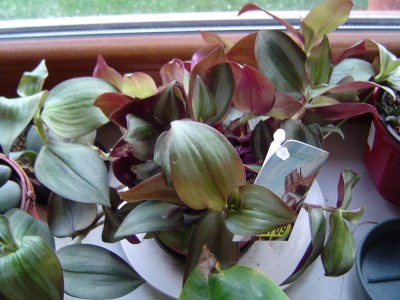 Tradescantia.jpg