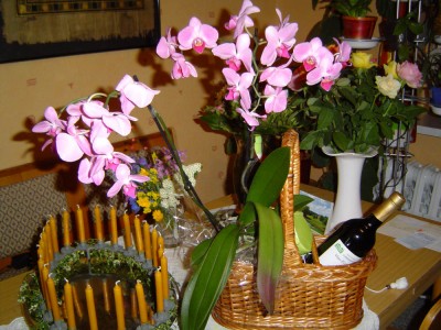 Phalenopsis von Ulli.jpg