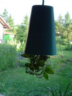 Sky Planter (2).jpg