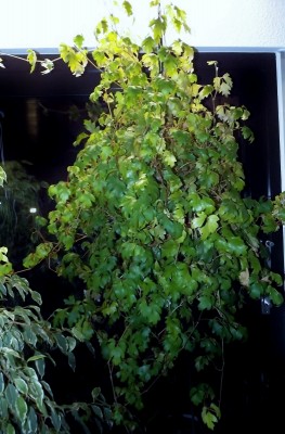 Cissus.jpg