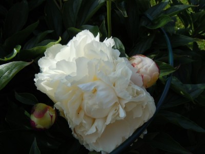 DSCN3118.JPG