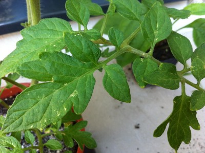 tomate02.JPG