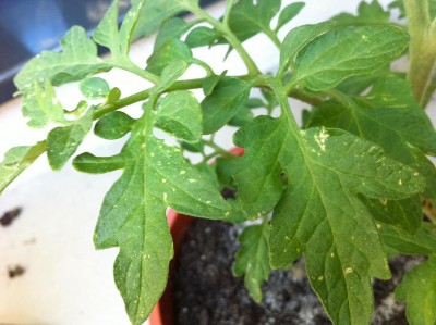 tomate01.JPG