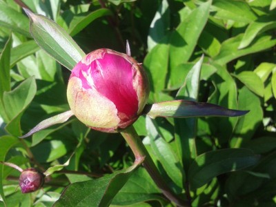 Knospe von der Pflanze.jpg