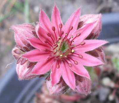 Sempervivum von Rainer.jpg