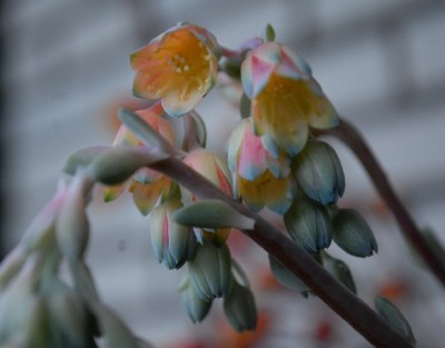 Crassulaceae213 038yy.jpg