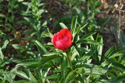 DSC_0344.JPG