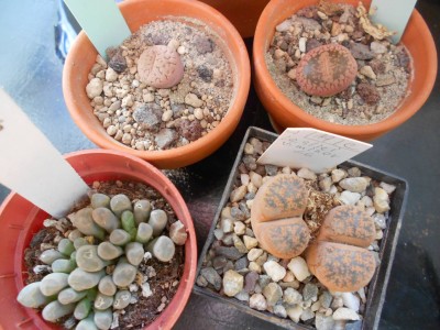 Ulmer Lithops 17.6.13k.JPG
