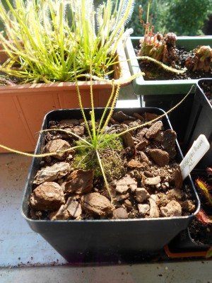 Drosophyllum 17.6.13k.JPG