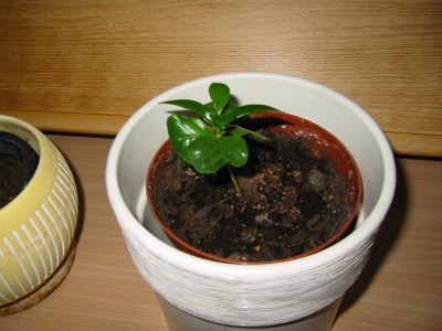 Zwergkaffee-Strauch - Coffea arabica nana4.JPG