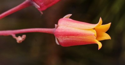 Echeveria colorata fma. brandtii 2009-162 (2).jpg