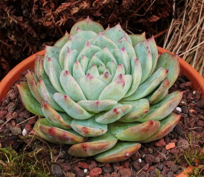 Echeveria colorata 1997-2 (2).jpg