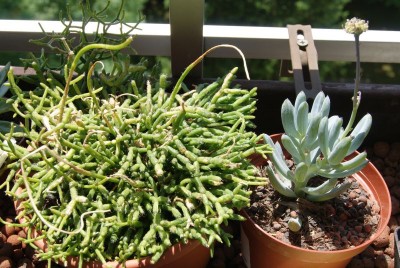 crassula.jpg