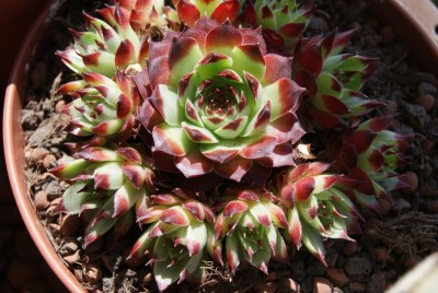 sempervivum.jpg