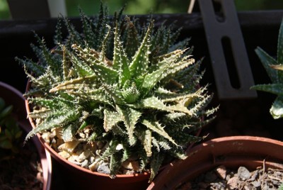 a_haworthia.jpg