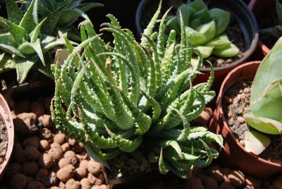 a_humilis.jpg