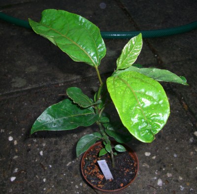 Passiflora edulis f. flavicarpa3.JPG