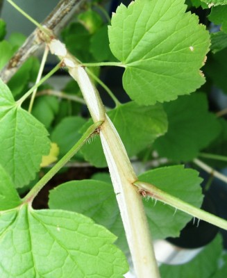 Ribes.JPG