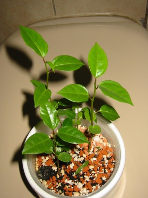 Passiflora edulis f. flavicarpa2.JPG