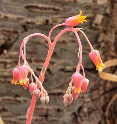 Echeveria 2001-3 (2).jpg