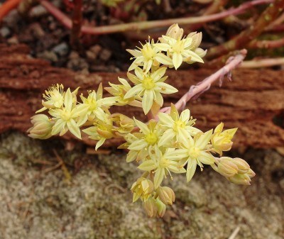 Sedum ´Robert Grimm´ 2009-74 (5).jpg