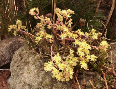 Sedum ´Robert Grimm´ 2009-74 (6).jpg