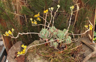 Sedeveria ´Hummelii´ 2009-76 (2).jpg