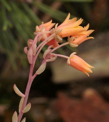 Echeveria amoena 2010-131 (3).jpg