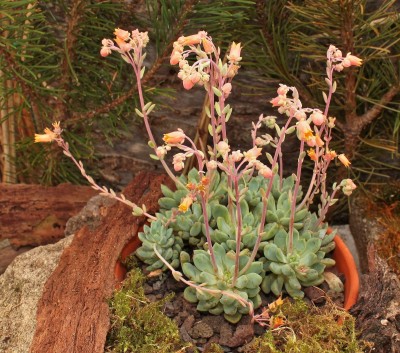 Echeveria amoena 2010-131 (5).jpg