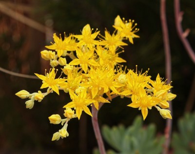 Sedum pachyphyllum 2009-65 (6).jpg