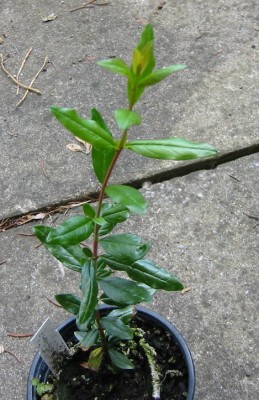 Zwerg-Granatapfel - Punica granatum nana4.JPG