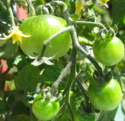 Garten 2013 023.jpg