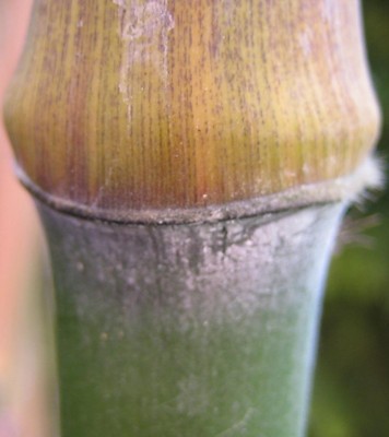 Neuaustrieb schwarzer Bambus.jpg