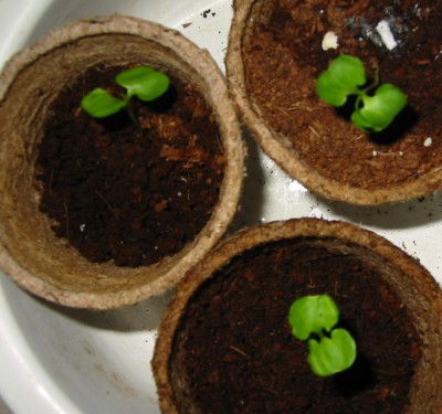 Zwerg-Granatapfel - Punica granatum nana3.JPG