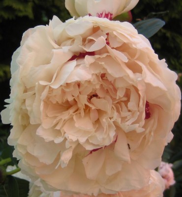 sehr große Blüte,Namen weiß ich leider nicht .-(.jpg