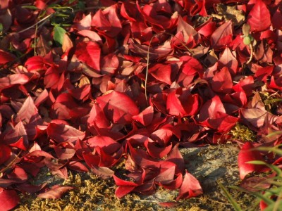 DSCF0591.JPG
