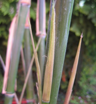 Garten 2013 015.jpg