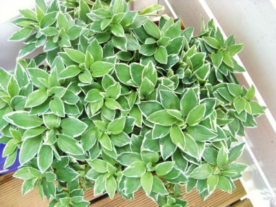 Photo7.jpg