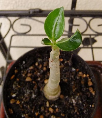 DSCF9385.JPG