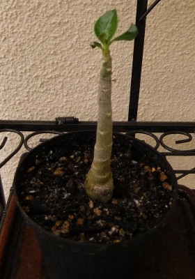 DSCF9388.JPG