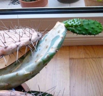 Opuntia robusta mit Enkel.jpg