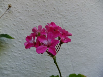 DSCF5639.JPG