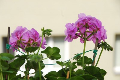 dsc_0017_Pelargonie.jpg